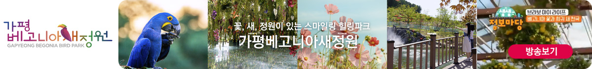 가평베고니아